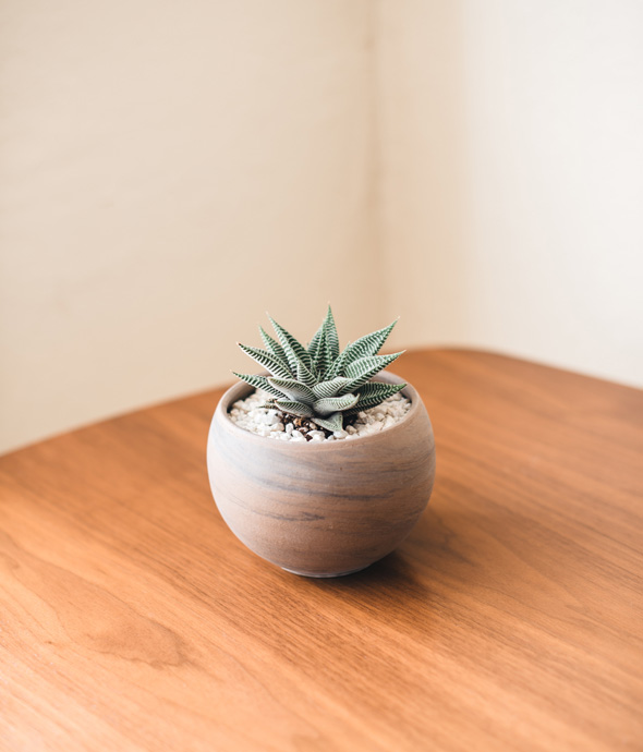 warm lighting of a hard wood table and a tiny clay potted succulent