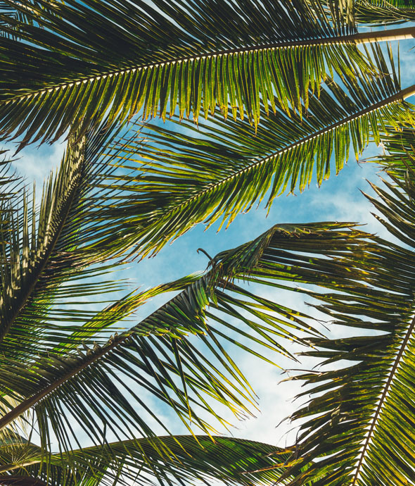 looking up at blue sky through many green lush palm leaves