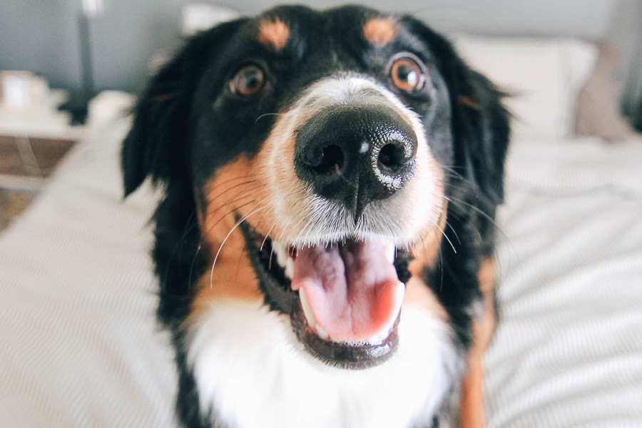 close up of dog with brown eyebrows and black fur with a white chest