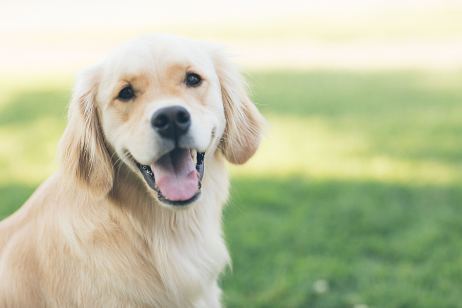 IMT Lakehouse - Young golden retriever dog smiles outside in sunny grassy area.