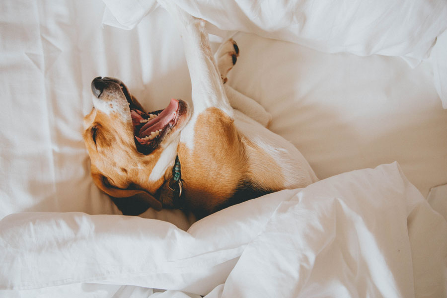 yawning brown and white beagle pup in bed with plush duvet