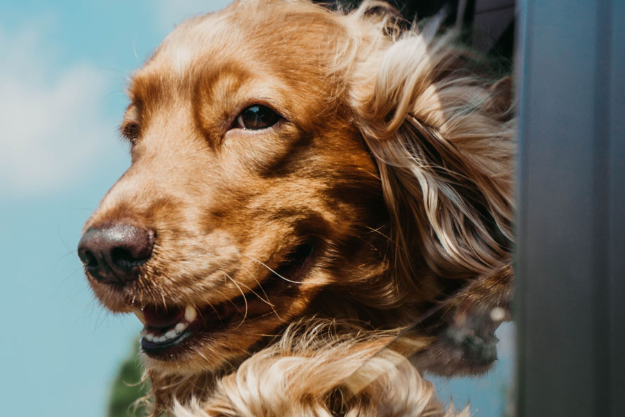 happy golden retriever dog with head out of car window and hair blowing in the wind