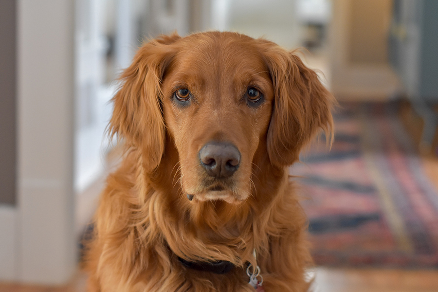 Golden retreiver dog in hallway with rug.