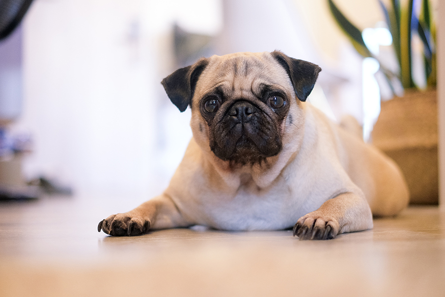 Pug dog with concerned look sits on wood floor.