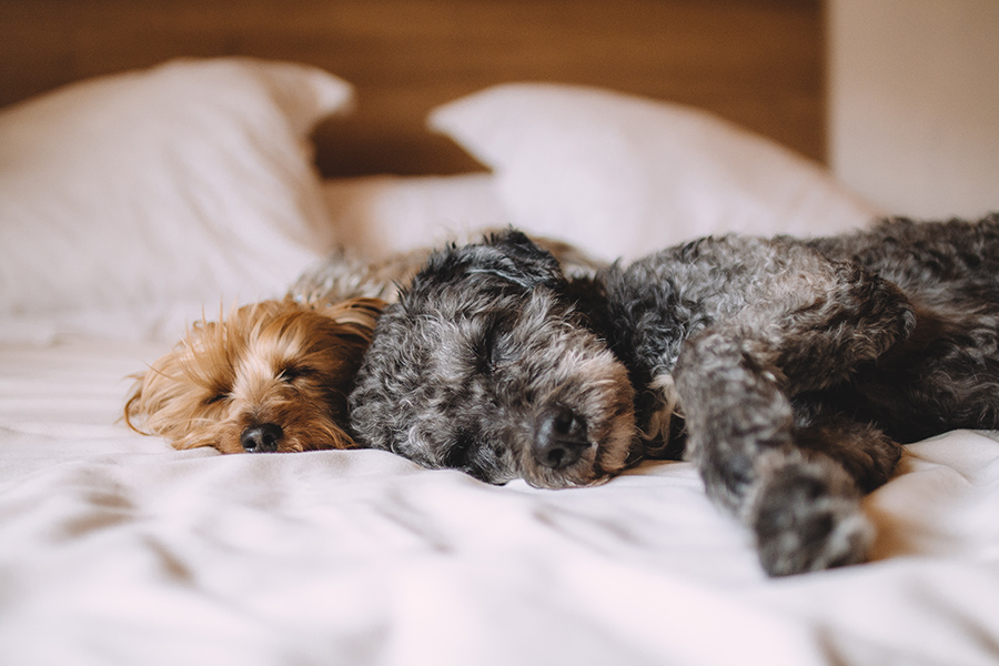 Two fluffy dogs sleeping on bed with clean white bedding and pillows.