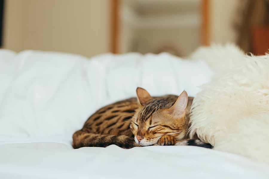 Small brown tabby cat sleeping on plush white bedding.