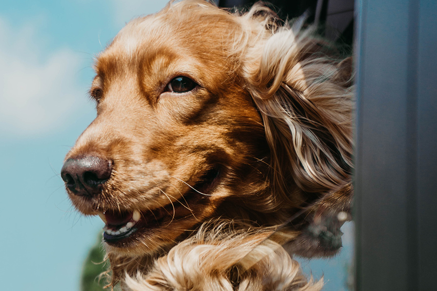Happy smiling golden retriever dog rides with head outside car window.