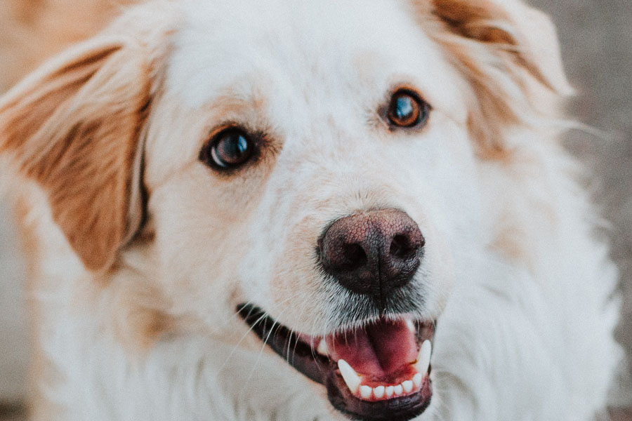 close up of dog looking up with mouth open and ears perked