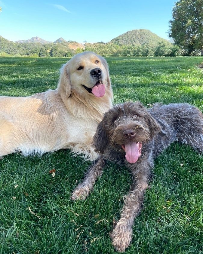 Two dogs laying next to each other with their tongues out.